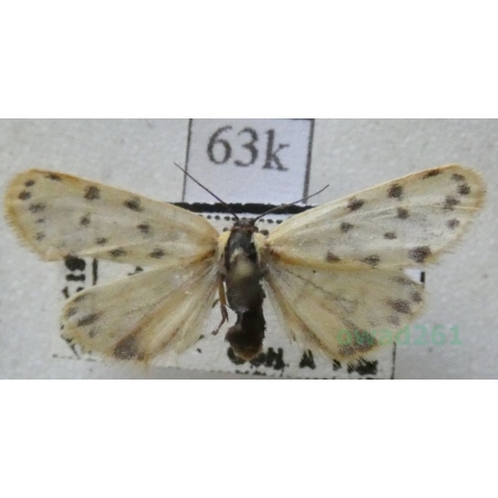 Setina roscida (Denis & Schiffermüller, 1775) Łada kroplica Slovakia63k